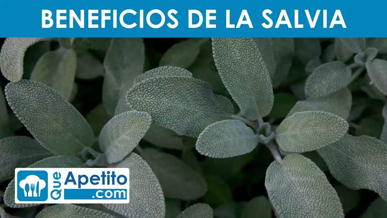 Sasparin en León: beneficios y propiedades de esta planta medicinal